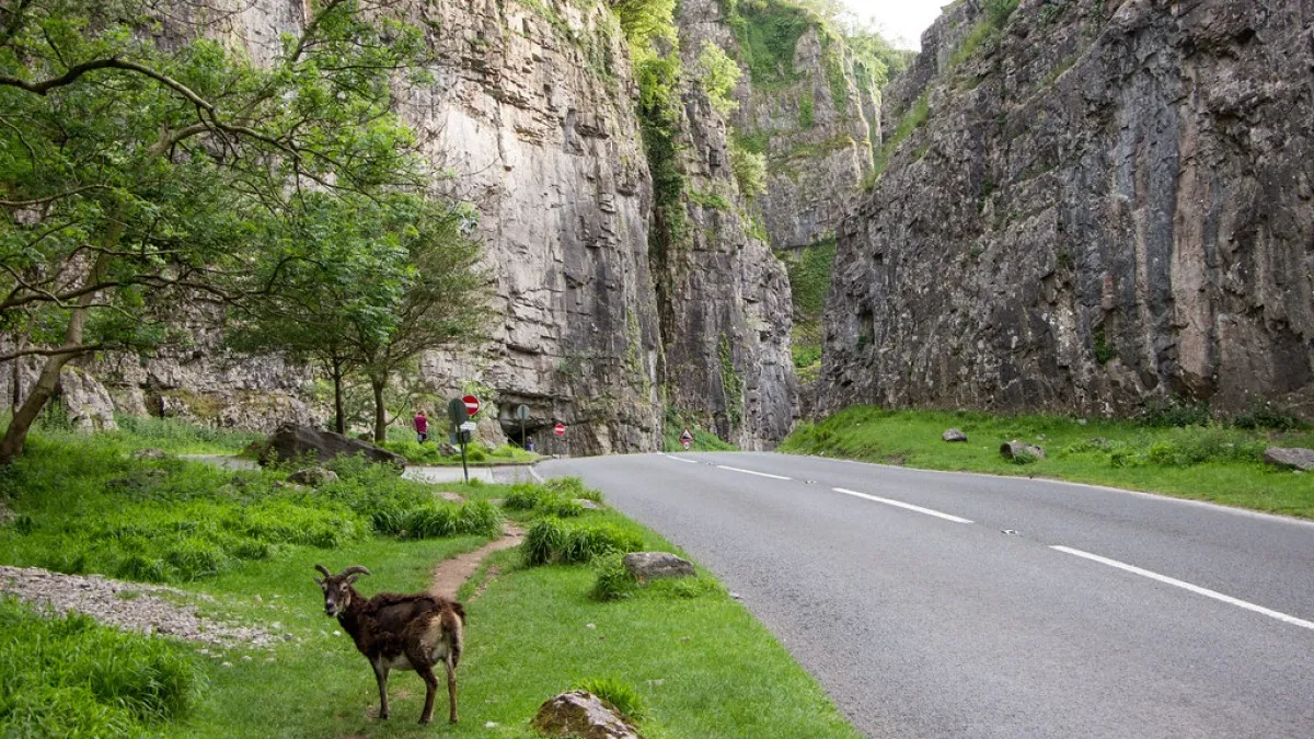 Cheddar Gorge